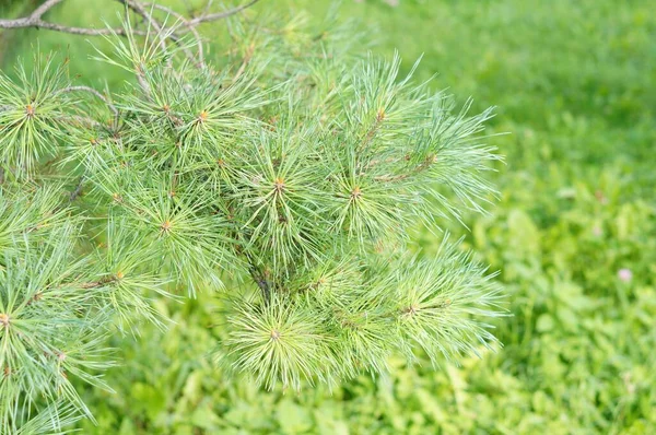 Közelkép Fenyőtűkkel Egy Fán Gyep Zöld Füvei Ellen — Stock Fotó