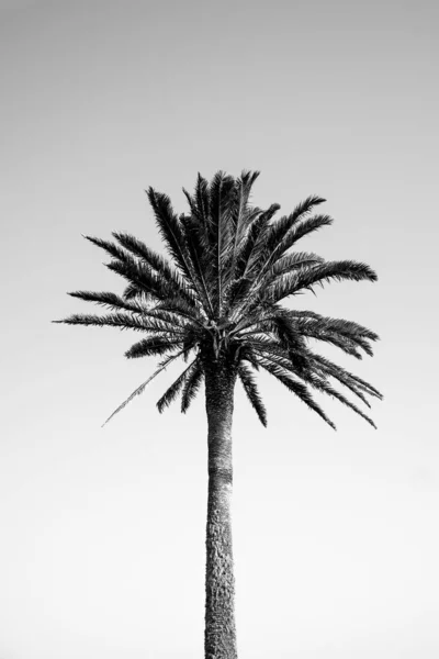 Disparo Vertical Escala Grises Una Palmera Bajo Cielo Despejado —  Fotos de Stock