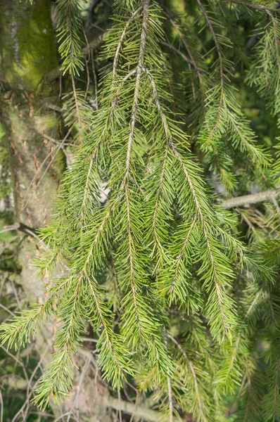 Branches Pine Tree Park Perfect Background — Stock Photo, Image