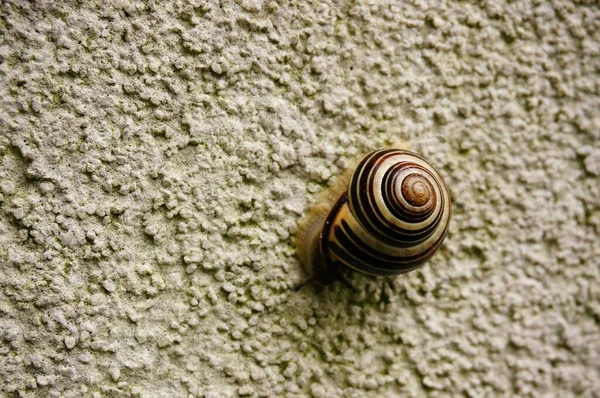 Closeup Shot Snail Attached Wall — Stock Photo, Image
