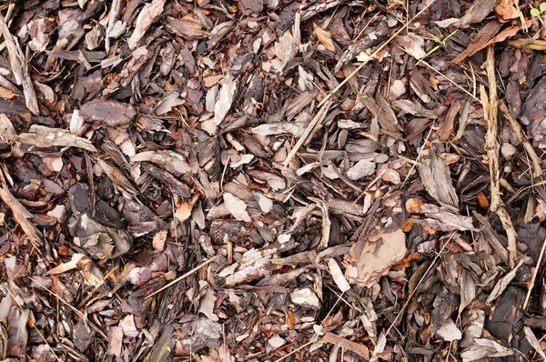 Las Hojas Secas Madera Picada Suelo Perfecto Para Fondo — Foto de Stock