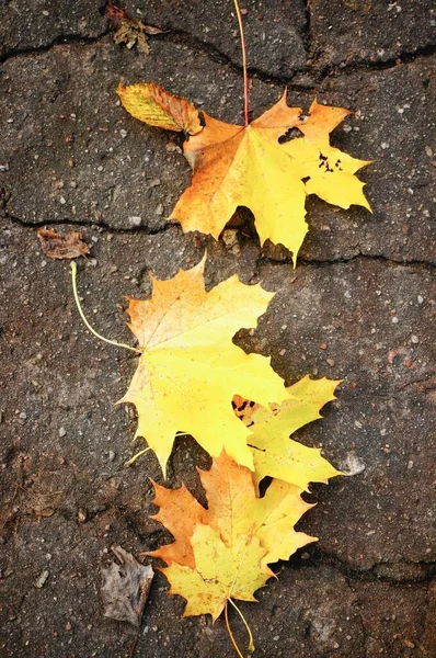 コンクリートの地面に黄色のカエデの葉のトップビューのショット — ストック写真