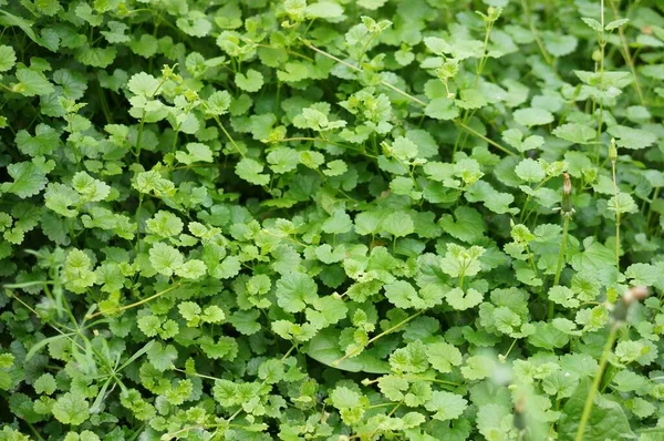 Een Mooie Foto Van Groene Bladeren Tuin — Stockfoto