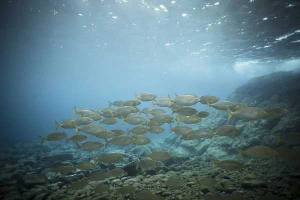 Vacker Natur Grupp Fiskar Som Simmar Havet — Stockfoto