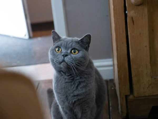 灰色の猫の選択的フォーカスショット — ストック写真