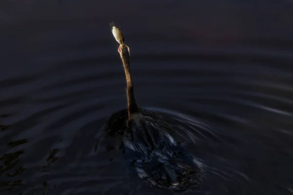Красивый Снимок Птицы Ловящей Рыбу Озере — стоковое фото