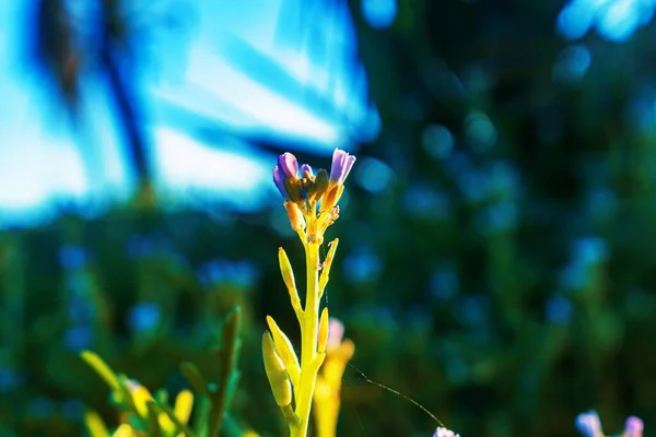 Egy Közeli Kép Virágok Virágzó Homályos Háttérrel — Stock Fotó