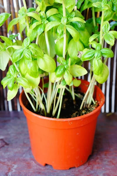 Schöne Aufnahme Einer Pflanze Mit Grünen Blättern Topf Vor Einem — Stockfoto