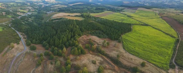 Colpo Aereo Campi Erbosi Con Alberi Galizia Spagna — Foto Stock