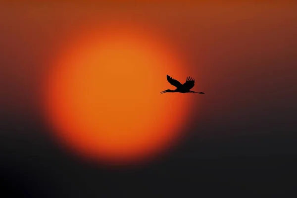 Une Silhouette Oiseau Volant Dans Ciel Avec Beau Paysage Coucher — Photo