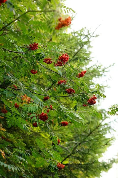 Une Image Verticale Fleurs Rouges Fleurissant Sur Les Buissons — Photo