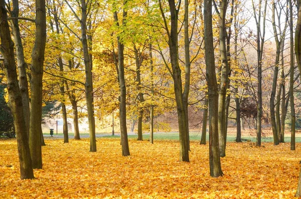 Krásný Záběr Lesních Stromů Listím Zemi — Stock fotografie