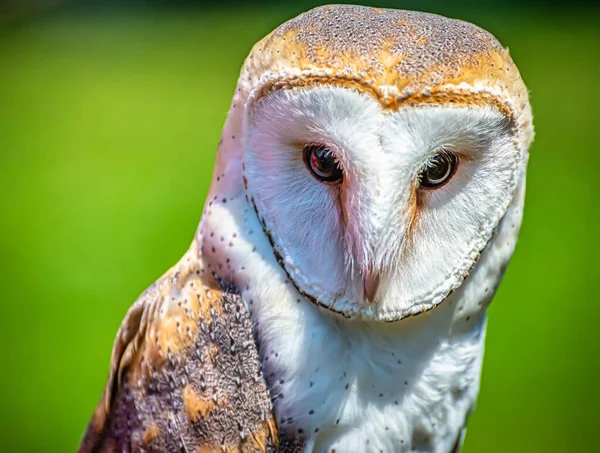 Closeup Shot Cute Barn Owl Colorful Blurry Background — Stock Photo, Image