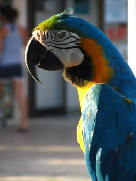 Tiro Vertical Arara Azul Amarela — Fotografia de Stock