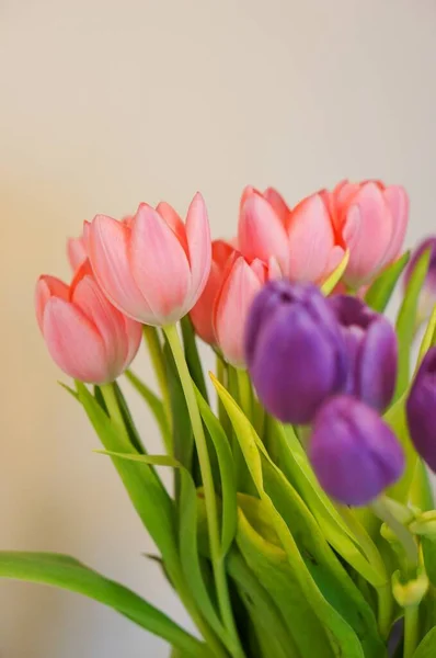 Вибірковий Фокус Знімок Красивих Рожевих Фіолетових Тюльпанів — стокове фото