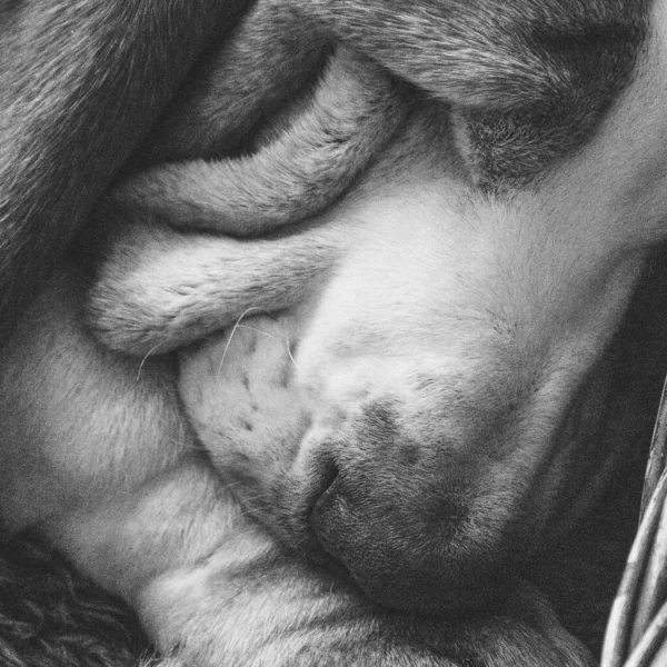 Tiro Tons Cinza Cão Dormindo — Fotografia de Stock