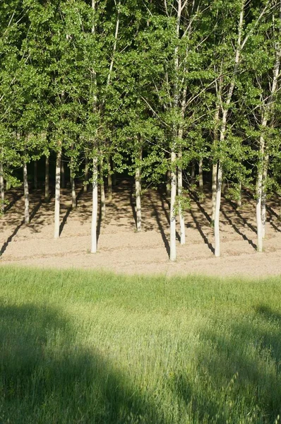 Tiro Vertical Alto Ângulo Campo Grama Com Árvores Florestais Verdes — Fotografia de Stock