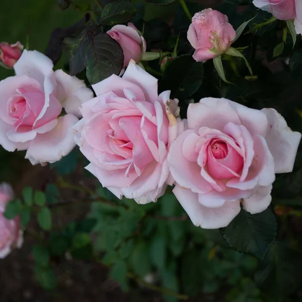 一张粉红色玫瑰花的特写照片 — 图库照片