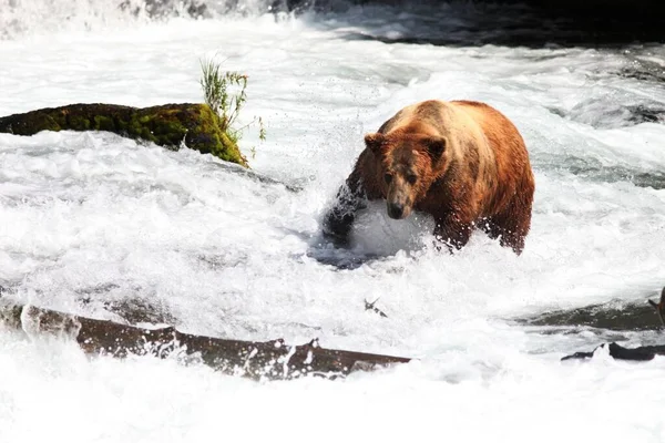 Urso Marrom Pegando Peixe Rio Alasca — Fotografia de Stock