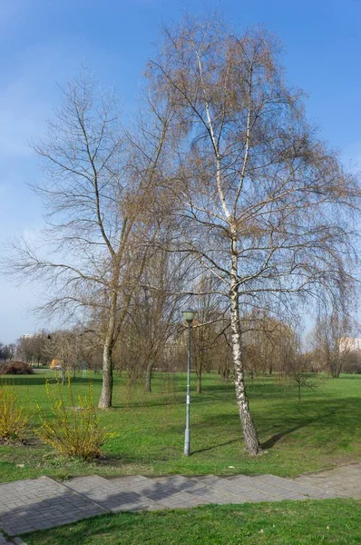 在蓝天的映衬下 公园里一片片光秃秃的树木 — 图库照片