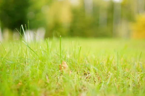 Een Zachte Focus Shot Van Grassen Een Gazon Met Wazig — Stockfoto