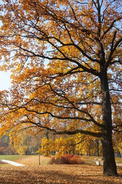 Μαγευτική Θέα Του Ψηλού Δέντρου Κίτρινα Φύλλα Στο Πάρκο Ιδανικό — Φωτογραφία Αρχείου