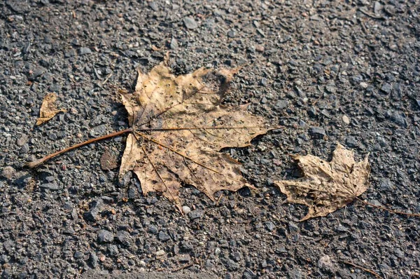 단풍나무 잎이거의 보이지 — 스톡 사진