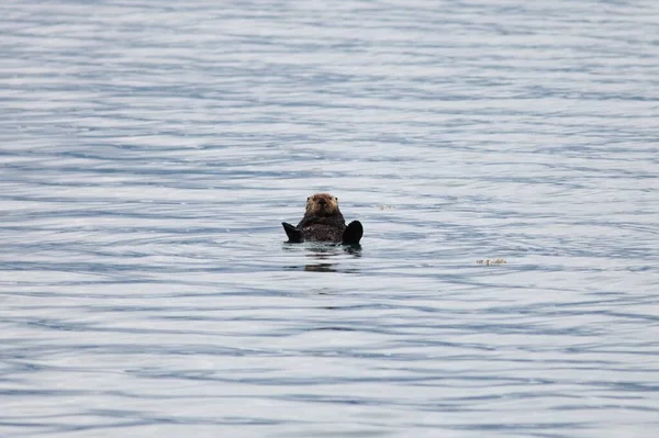 Simpatico Leone Marino Che Nuota Nell Oceano Alaska — Foto Stock