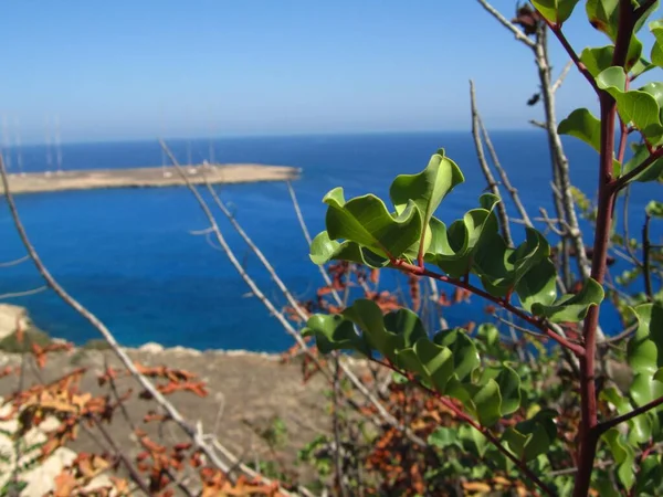 Closeup Carob Leaves Sea Sunlight Blurry Background Cyprus — Stock Photo, Image