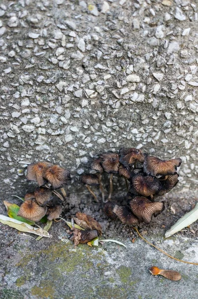 Cogumelos Perto Parede Chão — Fotografia de Stock