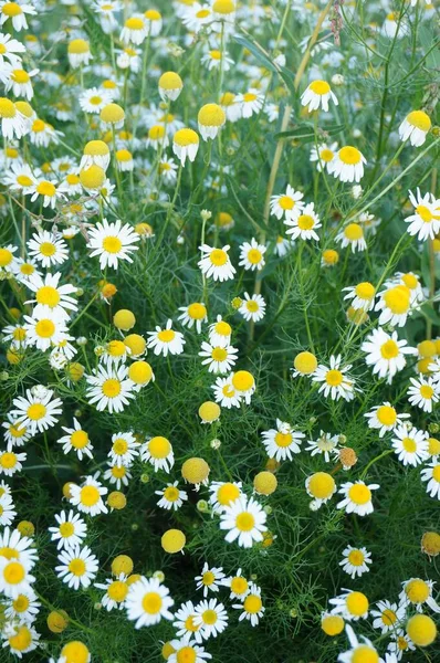 Egy Gyönyörű Kép Fehér Százszorszép Virágok Területen Tökéletes Háttér — Stock Fotó