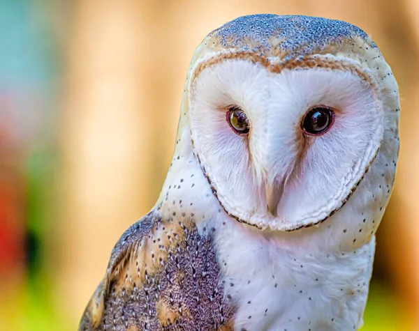 Gros Plan Une Chouette Des Clochers Avec Fond Flou Coloré — Photo