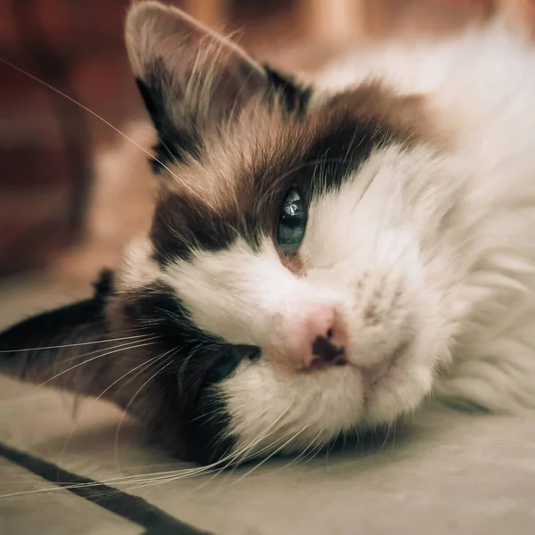 Egy Közeli Kép Egy Aranyos Macskáról Amint Földön Fekszik Miközben — Stock Fotó