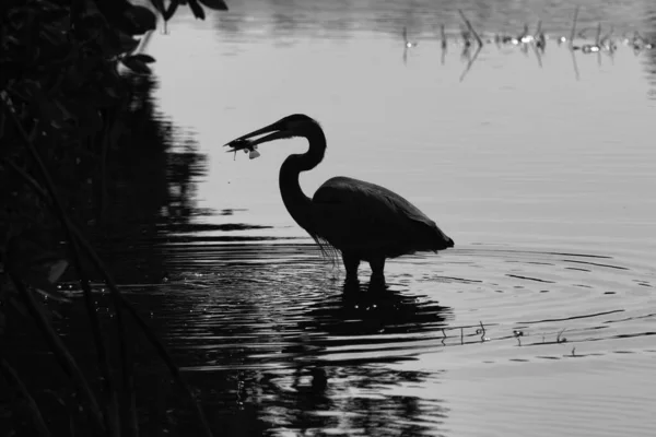 Una Sagoma Uccello Lago Che Tiene Pesce Sul Becco — Foto Stock