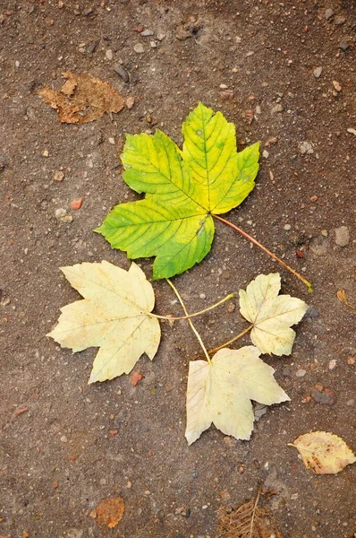 Vertical Shot Dry Maple Leaves Cement Ground — Stock Photo, Image