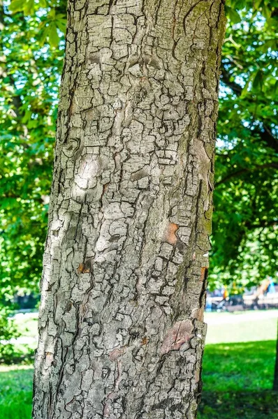 Vertical Image Tree Trunk Bark Detail Greenery — Stock Photo, Image