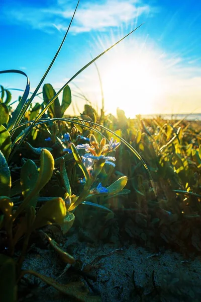 Ένα Κάθετο Πλάνο Των Πράσινων Φυτών Τον Ήλιο Λάμπει Στο — Φωτογραφία Αρχείου