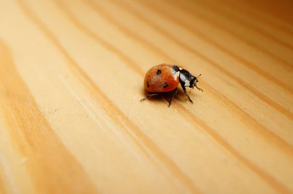 Gros Plan Une Coccinelle Mignonne Sur Une Surface Bois Avec — Photo