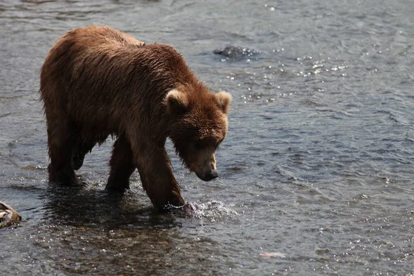 Ein Braunbär Fängt Einen Fisch Fluss Alaska — Stockfoto