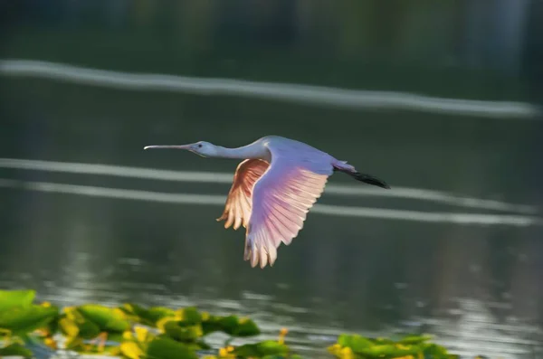 Красивый Снимок Птицы Летящей Над Озером Размытом Фоне — стоковое фото