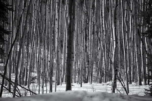 Ένα Κοντινό Πλάνο Ψηλά Δέντρα Σπεν Στο Δάσος — Φωτογραφία Αρχείου