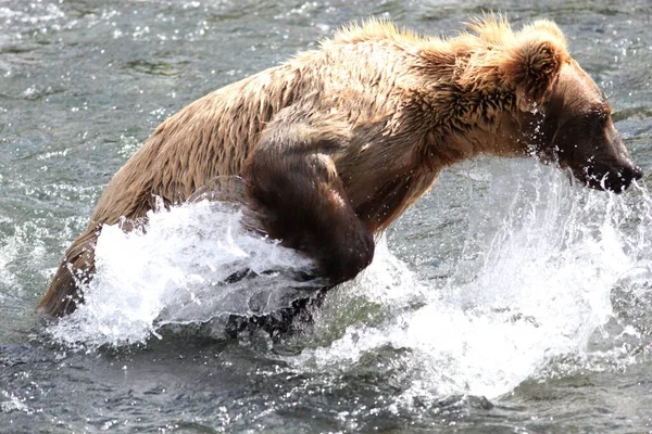 Oso Pardo Atrapando Pez Río Alaska — Foto de Stock