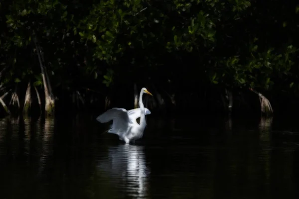 Schöne Aufnahme Eines Silberreihers Der Seine Flügel Auf Dem See — Stockfoto