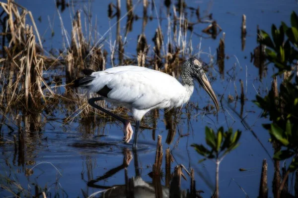 Plan Mise Point Peu Profond Une Belle Cigogne Bois Sur — Photo