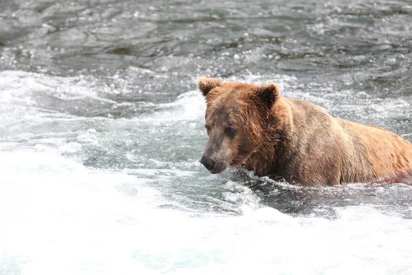 Urso Marrom Pegando Peixe Rio Alasca — Fotografia de Stock