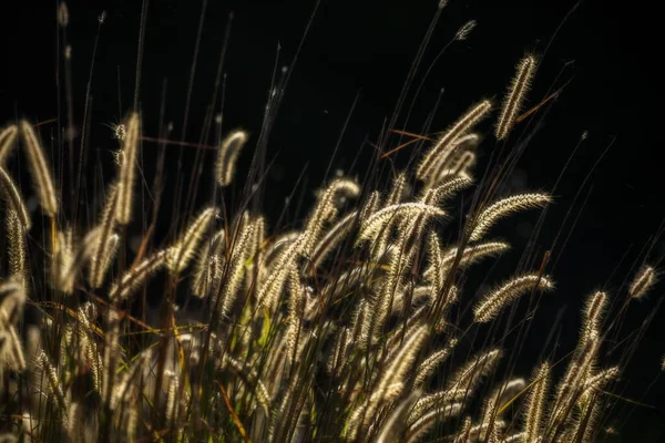 Selective Focus Shot Grasses Blurred Background — Stock Photo, Image