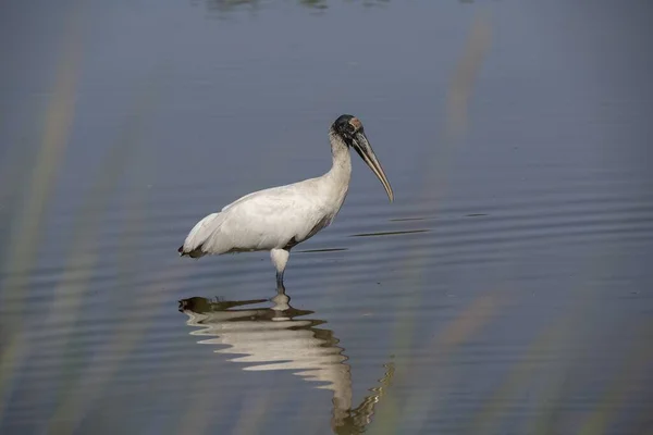 一只美丽的木制鹤站在湖面上的选择性镜头 — 图库照片