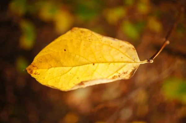 Miękki Strzał Ostrości Żółtego Listka Gałązce Podczas Jesieni — Zdjęcie stockowe