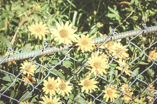 Μια Ρηχή Φωτογραφία Κίτρινα Λουλούδια Μέσα Από Φράχτη Ένα Θολό — Φωτογραφία Αρχείου