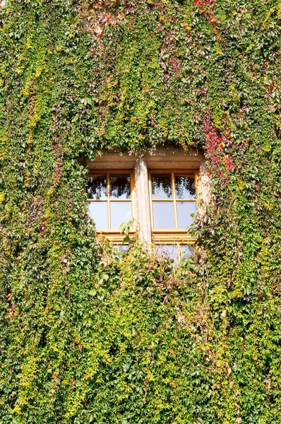 Duvarı Cam Pencereyi Çevreleyen Yeşil Asma Bitkilerinin Dikey Görüntüsü — Stok fotoğraf